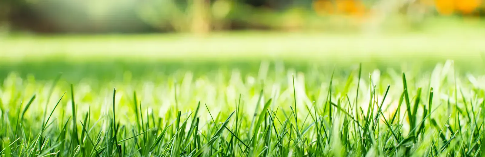 grass bg