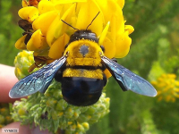 carpenter bee