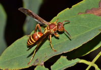 european paperwasp