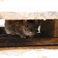 rodent hiding under a door