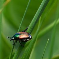 Japanese Beetle on Leaf