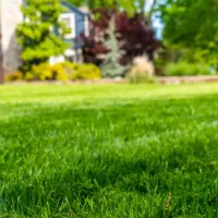 lawn of bright grass