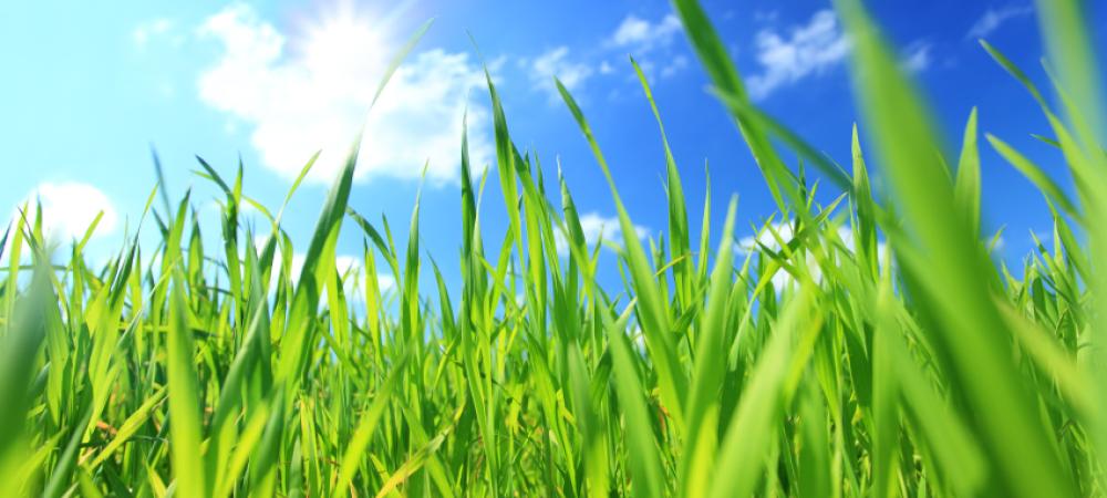Healthy Green Grass against Blue Sky