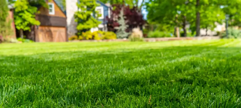 lawn of bright grass
