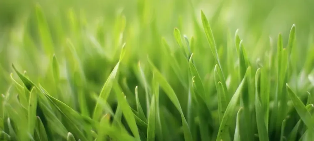 Close-up of healthy, green lawn