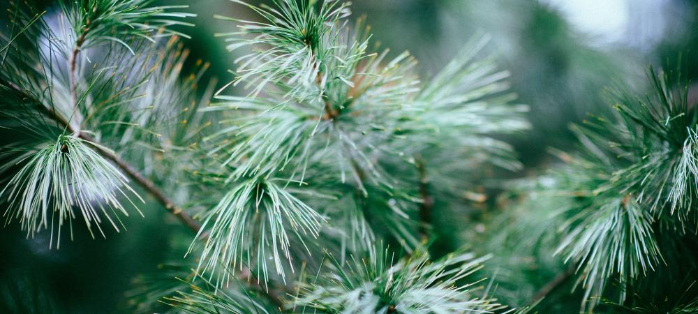 Winter Tree & Shrub care