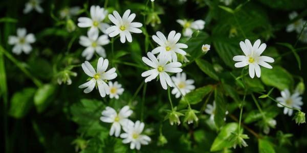 Chickweed