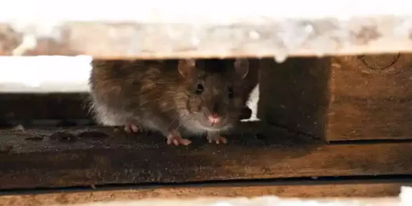 rodent hiding under a door